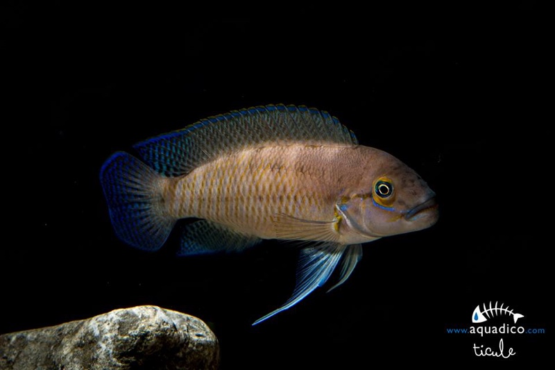 Telmatochromis cf. temporalis 'Munene'